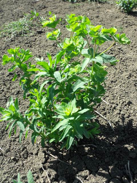 Euphorbia hirsuta / Euforbia pubescente